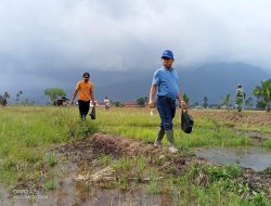 Bupati Ajak Petani Kendalikan Hama Tikus