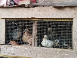 Bantuan Ketahanan Pangan Talang Rendah Bibit Ayam Ditolak Camat Tidak Sesuai Ukuran