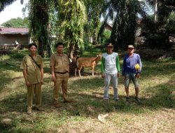 Pemdes Napal Putih, Kembangkan Peternakan Sapi Tingkatkan Ekonomi Desa