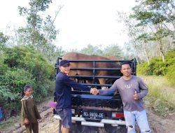 Ketahanan Pangan Desa Tanjung Kemenyan Bagikan Bibit Sapi