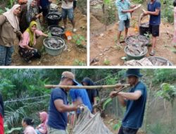 Pemdes Talang Berantai Panen Raya Ikan Kolam Ketahanan Pangan
