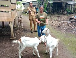 Pemdes Senali Melaksanakan Penyerahan Bibit Kambing Program Ketahanan Pangan