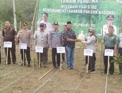 Direktur Pembenihan Perkebunan Kementan RI Tanam Padi Gogo Di Desa Tebat Laut
