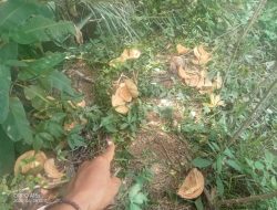 Wilayah Karang Anyar Rawan Pencurian Buah Kelapa