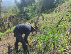 Program Ketahanan Pangan Desa Lubuk Saung Dukung Asta Cita Presiden RI Pemupukan Tanaman Jagung Mulai Dilaksanakan