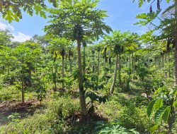 Desa Talang Karet Siapkan Lahan Jagung Untuk Menunjang Program Ketahanan Pangan