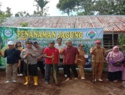 Ketahanan Pangan Desa Tanjung Alam Tanam 1 Hektar Jagung
