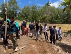 Dukung Program Ketahanan Pangan Pemdes Limbur Baru Melalui BUMDES Tanam Bibit Jagung