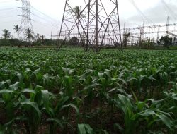 Dukung Program Asta Cita Presiden RI Pemdes Pungguk Meranti Menanti Panen Raya Jagung