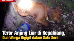 Teror Anjing Liar di Kepahiang, Dua Warga Digigit dalam Satu Sore